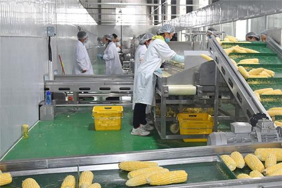 农产品加工项目全解析 挖掘农副产品的增值潜力